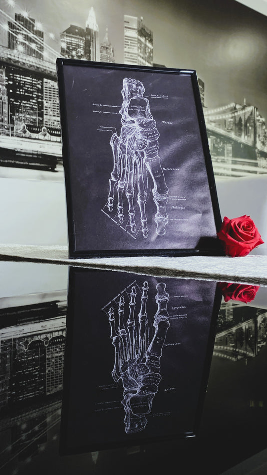 Cuadro Anatómico Vintage – Estructura Ósea del Pie Humano 1:1 | Limited Edition Anatomical Foot Bone Art