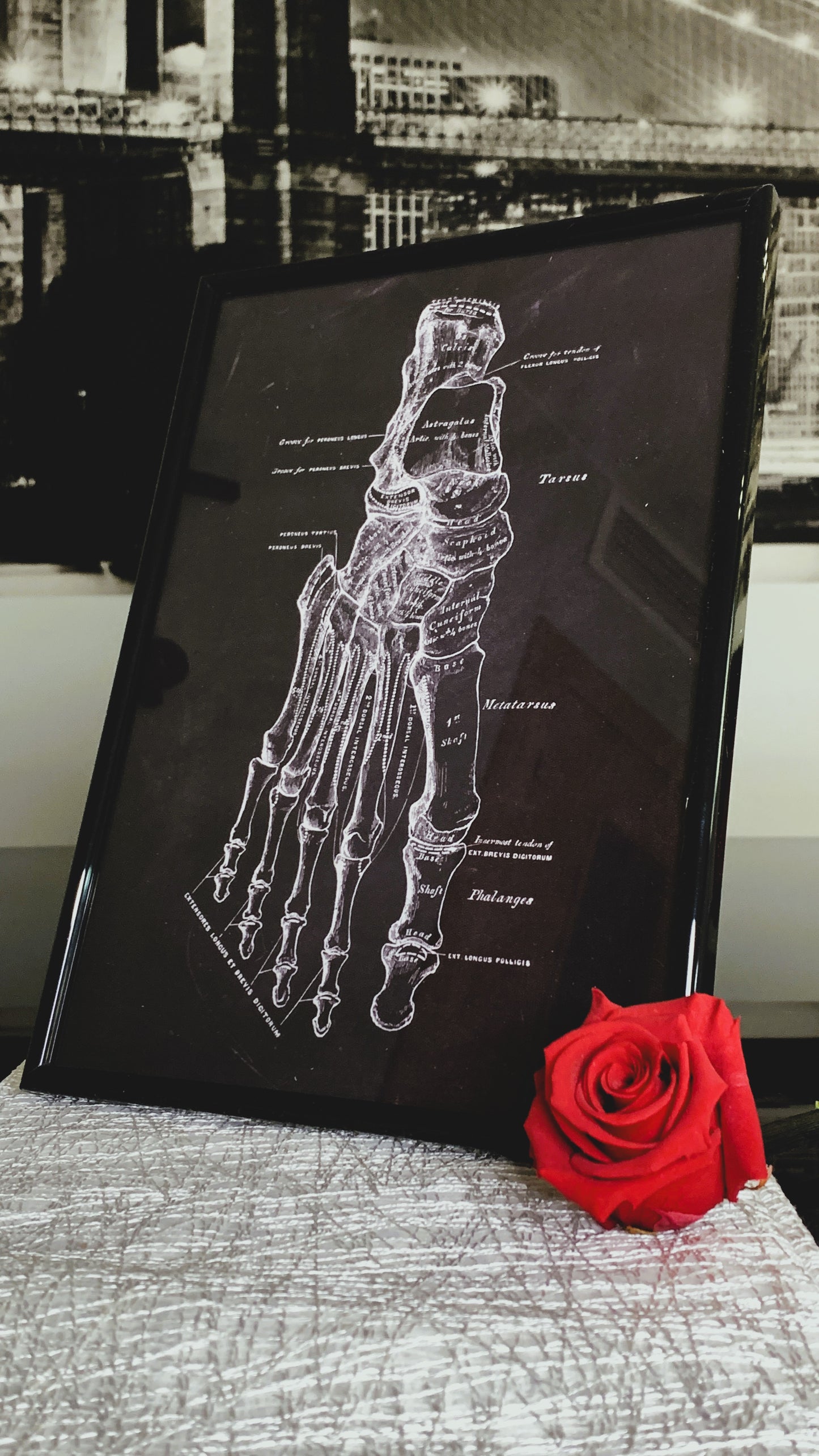 Cuadro Anatómico Vintage – Estructura Ósea del Pie Humano 1:1 | Limited Edition Anatomical Foot Bone Art