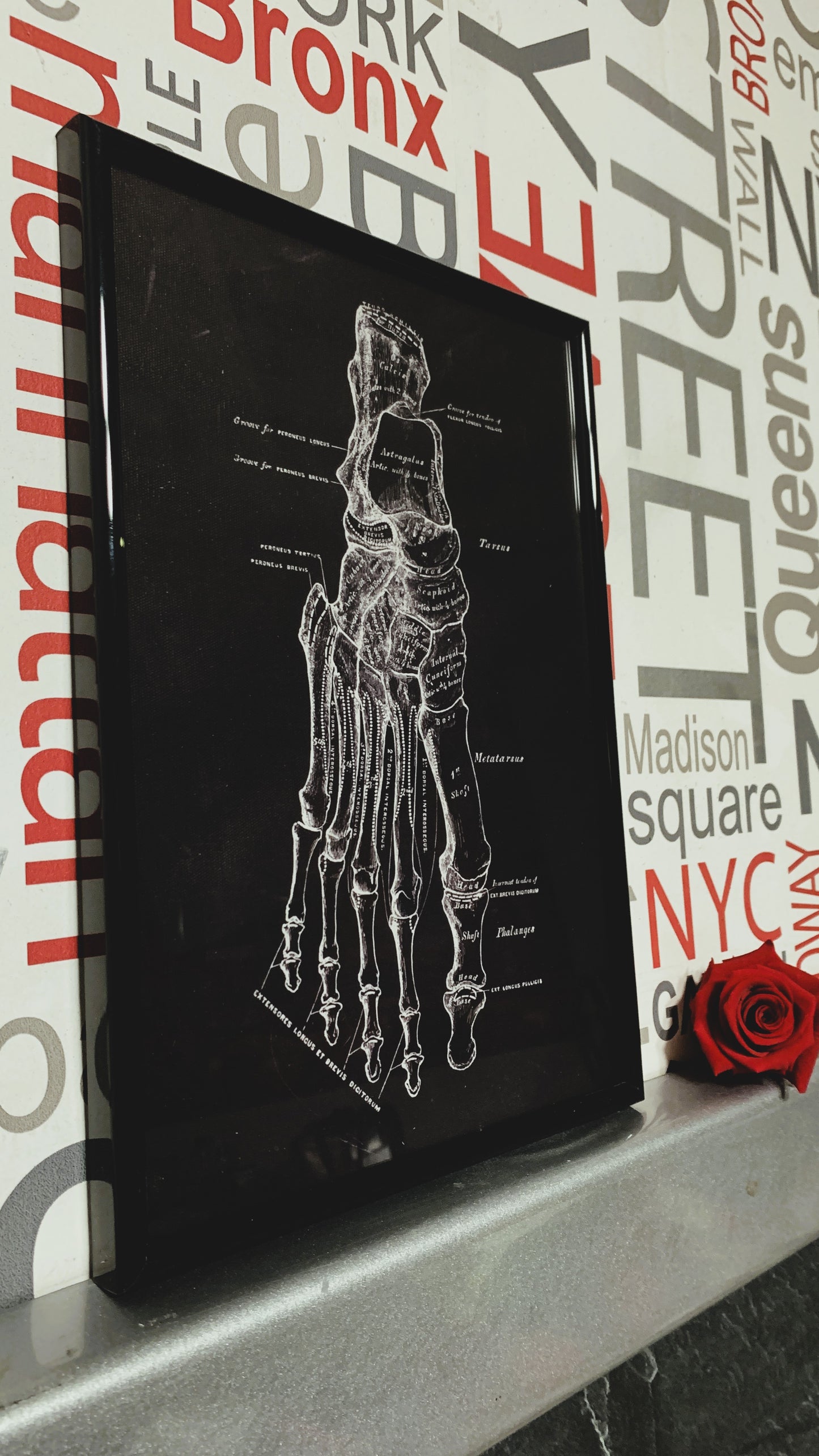 Cuadro Anatómico Vintage – Estructura Ósea del Pie Humano 1:1 | Limited Edition Anatomical Foot Bone Art